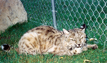 bobcat